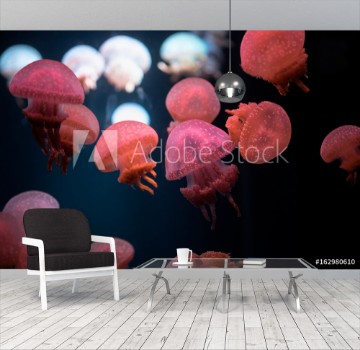 Picture of Small jellyfishes swimming in aquarium